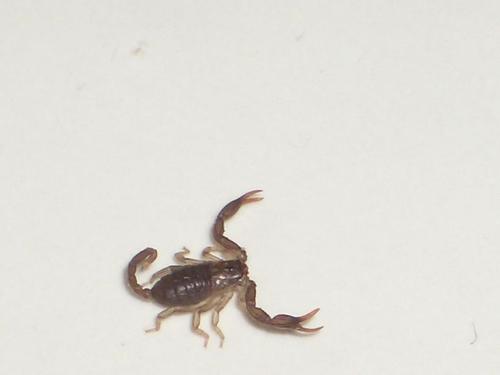 False Scorpion