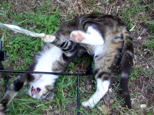 Attack ALL the garden chairs